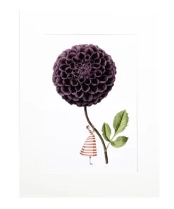 Grafika Dalia purpurowa z serii "In Bloom" / Laura Stoddart