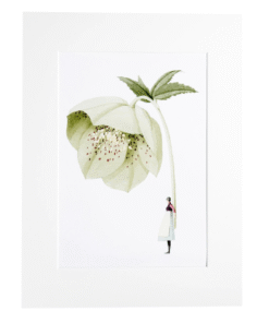 Grafika Ciemiernik zielony z serii "In Bloom" / Laura Stoddart